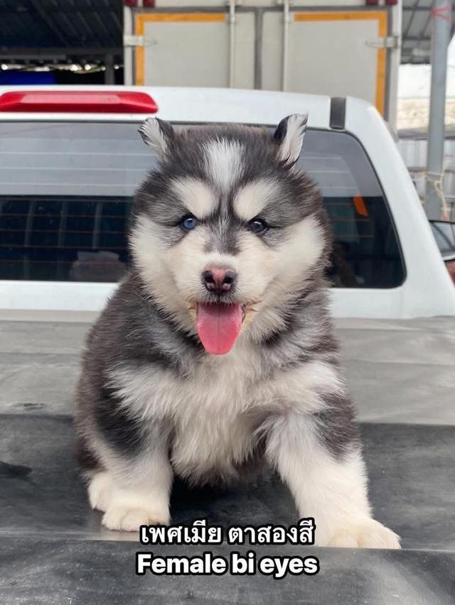 ไซบีเรียนวูดลี่โค้ช ชาย1หญิง1