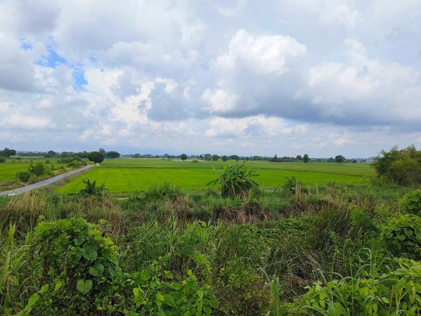  ประกาศขายที่ดิน พิษณุโลก 5