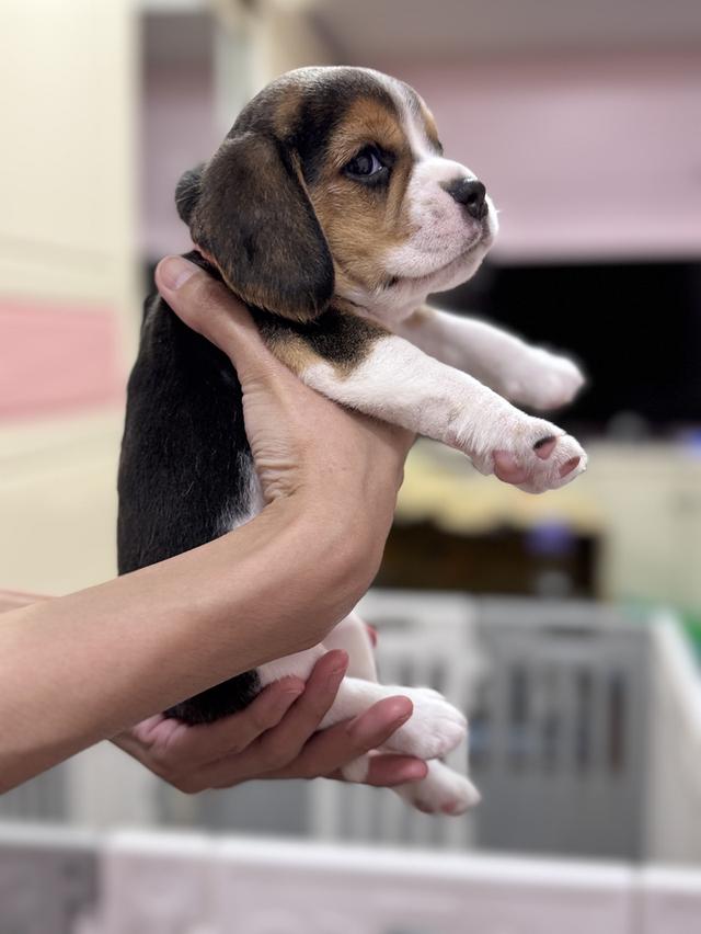 บีเกิ้ล (Beagle) 💯 6