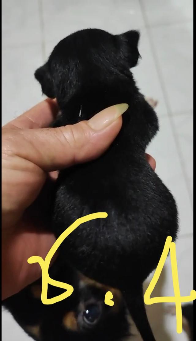 ขายลูกชิวาวา (ลูกหมาเลี้ยงบ้าน) 15