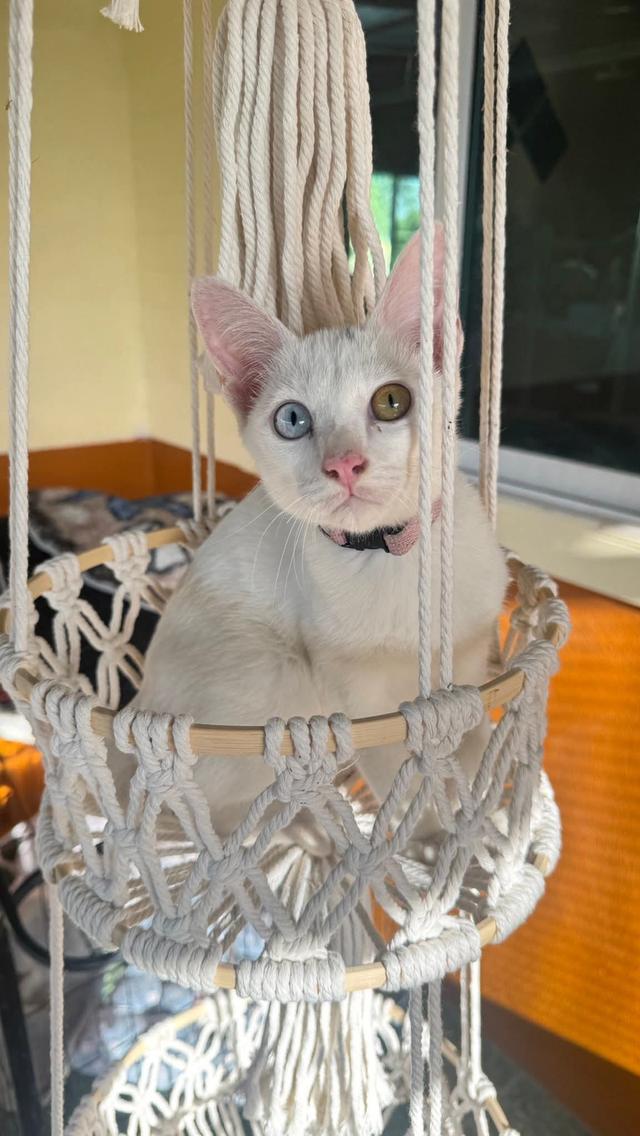 ขาวมณี