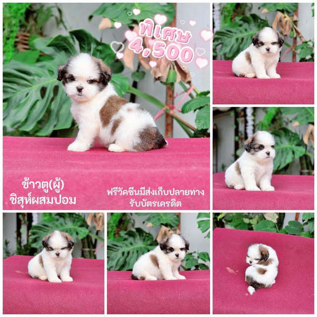 ชิสุห์ผสมปอม4หนุ่มหล่อ 4