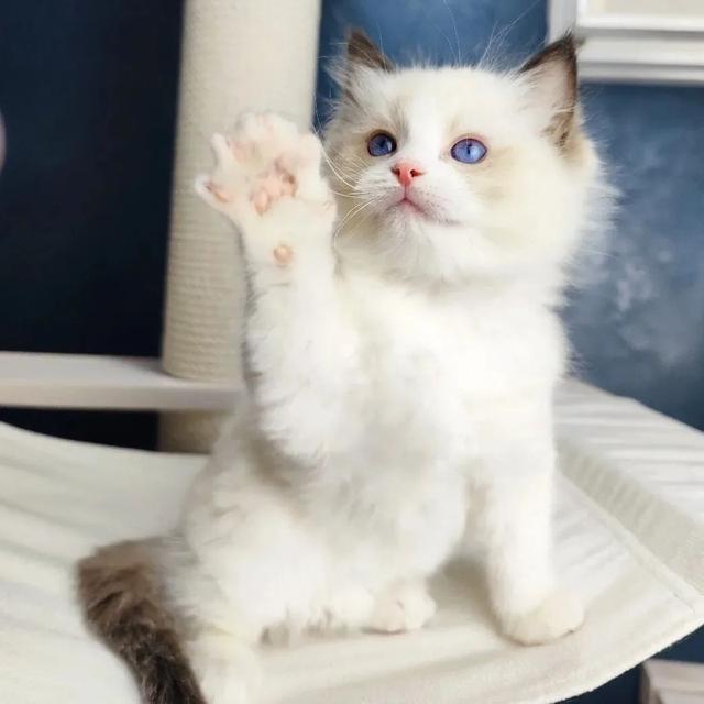Ragdoll kittens | WhatsApp me : +66 63 826 3042