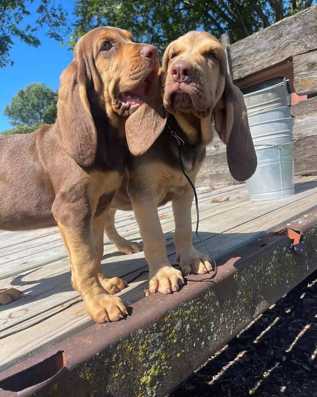 Healthy Blood hound puppies รูปที่ 2