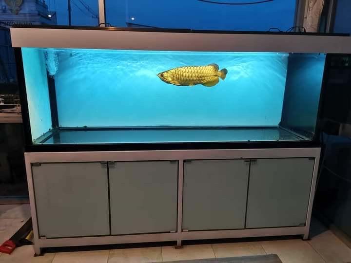 น้องปลามังกรทองเลย์สวยๆ 3