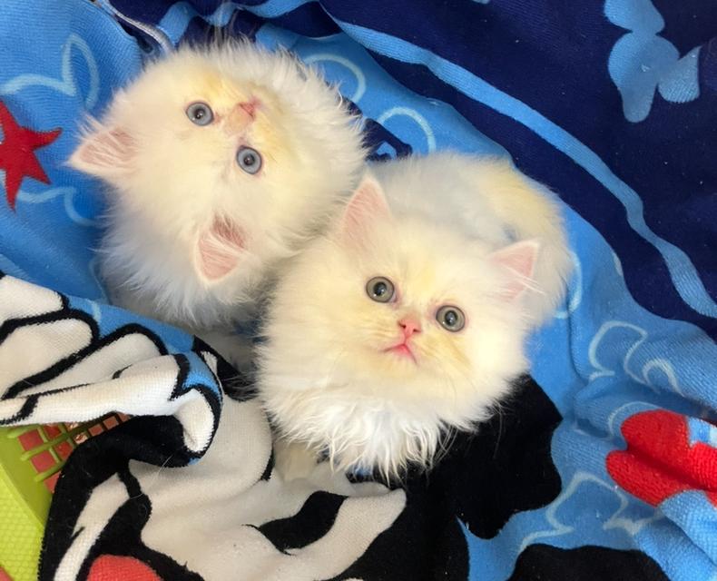 แมว เปอร์เซียสีขาวตาฟ้า