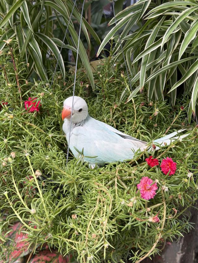 ลูกนกริงเน็คBlue Lacewing 2 ตัว