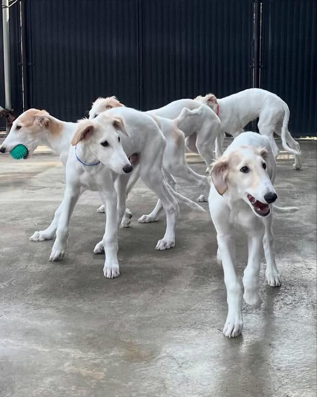 ขาย Borzoi แท้