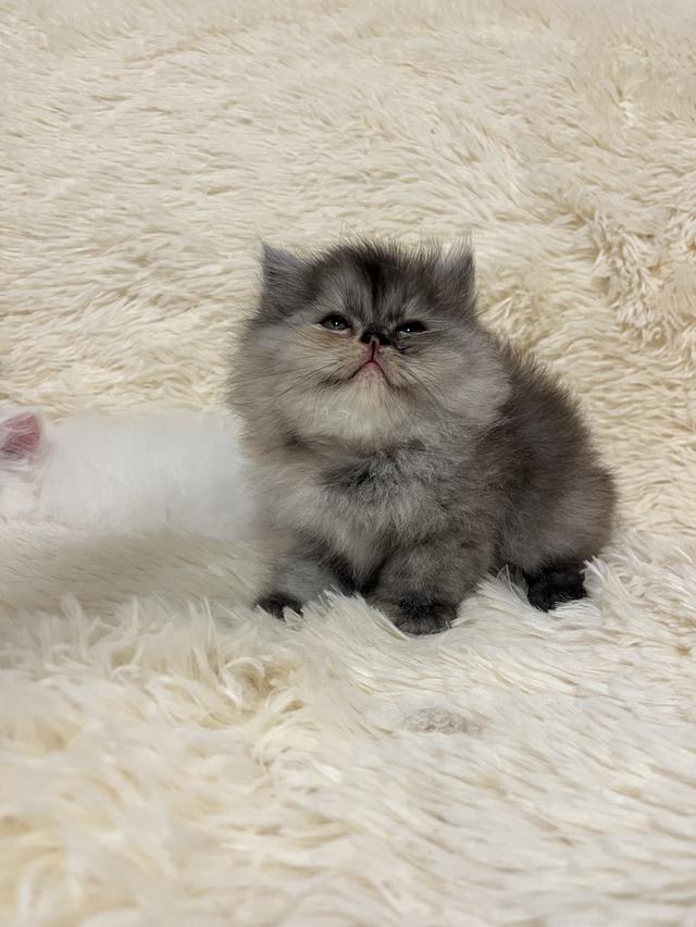 แมวเปอร์เซีย 😊🤭😆😁่ี่ 2