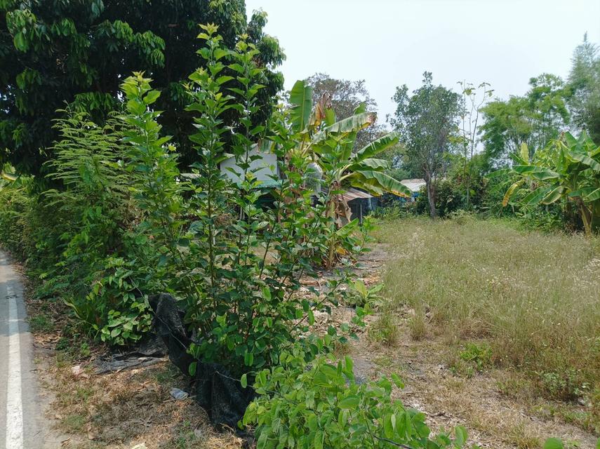 ขายที่ดิน 113ตร.ว. ต.สง่าบ้าน อ.ดอยสะเก็ด จ.เชียงใหม่ 10