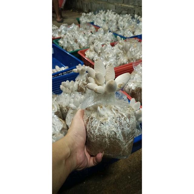 ก้อนเชื้อเห็ดโคนน้อย พร้อมคู่มือการดูแล 6