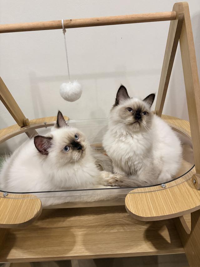 ❌🏠ได้บ้านแล้ว เปอร์เซียหิมาลายันแท้ รูปที่ 2