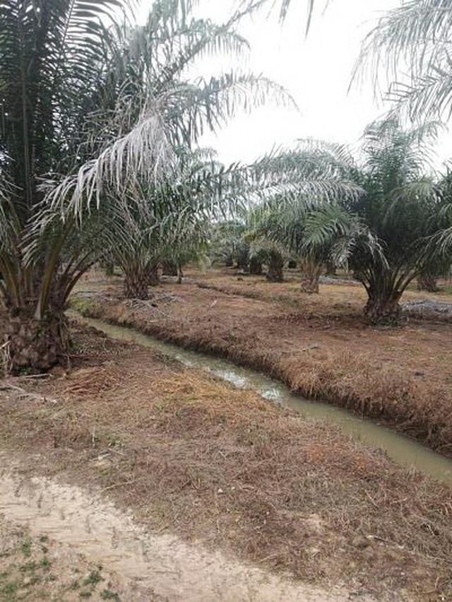 Nice farm of Palm 31 Rais for sale with Newly House Chanote Phetchabun 2