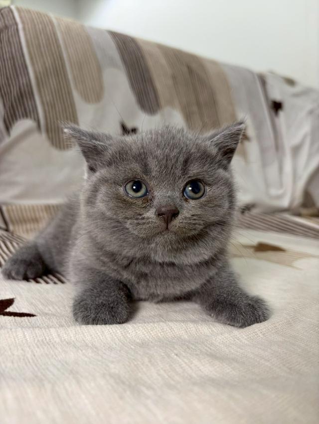 British shorthair WCF 6