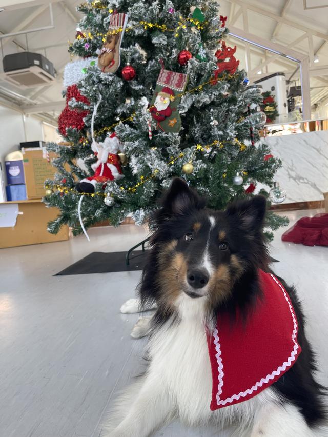 เชลตี้ shetland sheep dog (ลูกของน้องคนนี้) 5