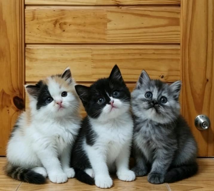 ลูกแมวเปอร์เซีย 3 สาว รูปที่ 4