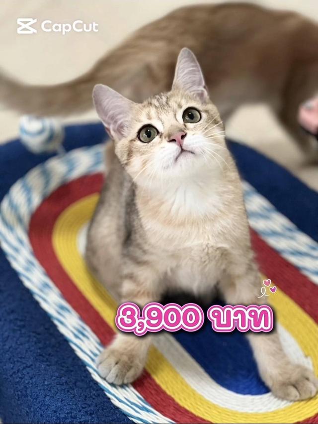 British Shorthair Cat รูปที่ 2