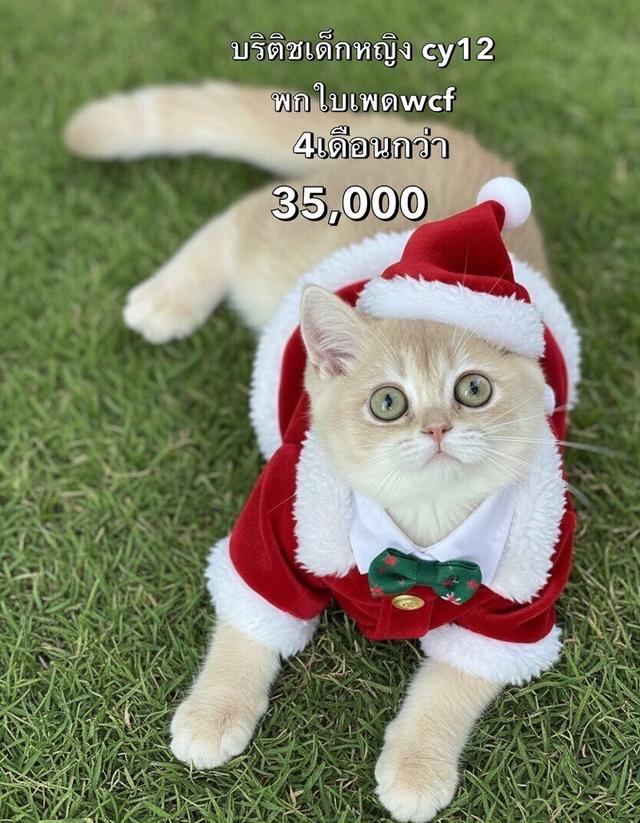 แมวบริติช รวมเด็กๆบริติชในนี้ ใบเพดwcf และรับนำเข้าแมวจาก ตปท.