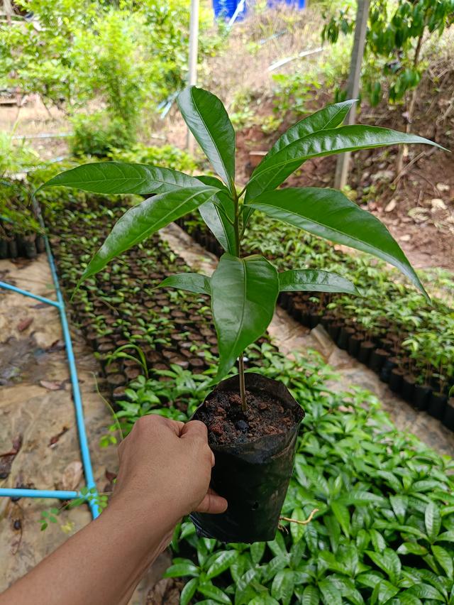 ต้นเซียนท้อ (2 ต้น )