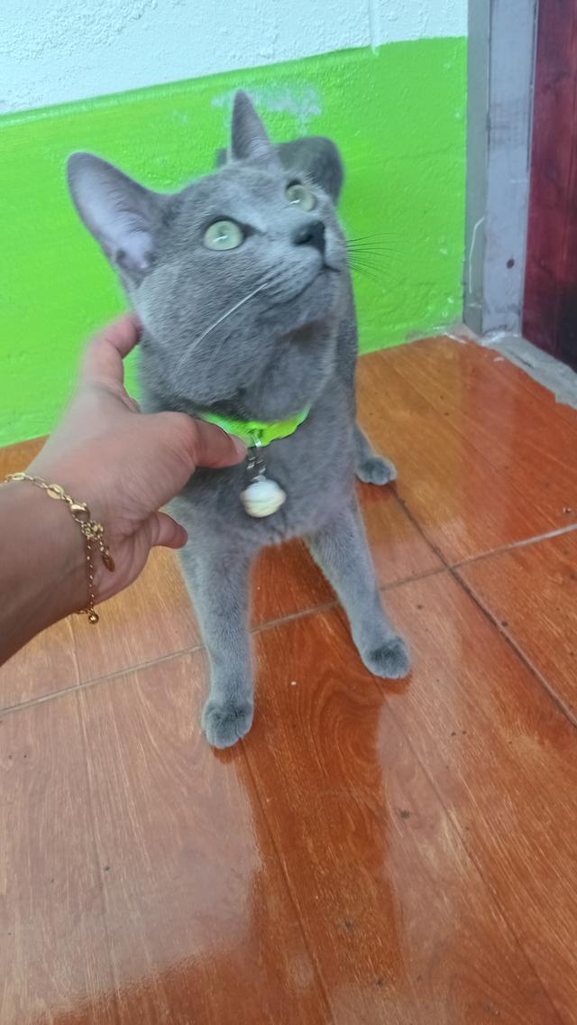 แมวรัสเซียนบลูเพศผุ้ 2
