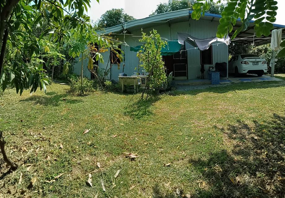 ขายสวนมะม่วงพร้อมบ้านราคา2400000บาท 1