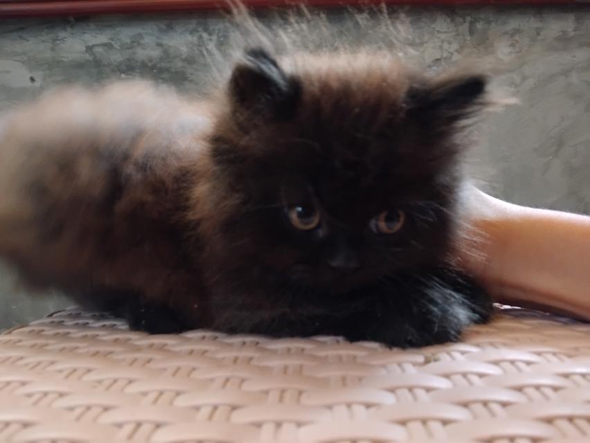 น้องเเมว เปอร์เซียเพศเมีย อายุ2เดือน