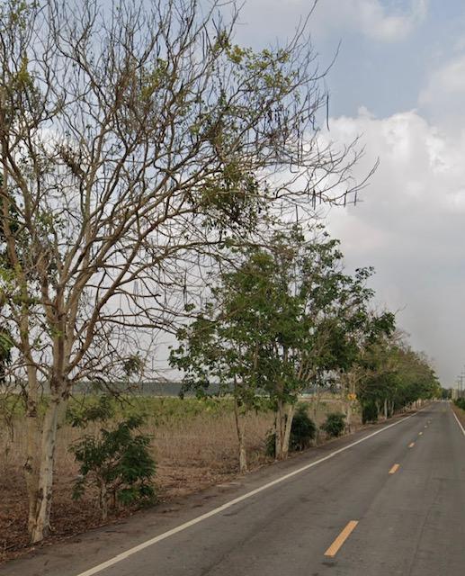 ขายที่ดินแปลงสวยหัวมุม 96 ไร่ 2 งาน 87 ตร.วา โฉนดที่ดิน น.ส. 4 จ. อ.ศรีมหาโพธิ จ.ปราจีนบุรี 9