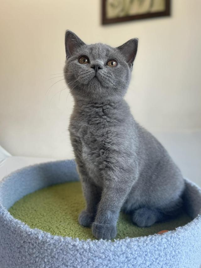 British Shorthair พร้อมใบ WCF ดช