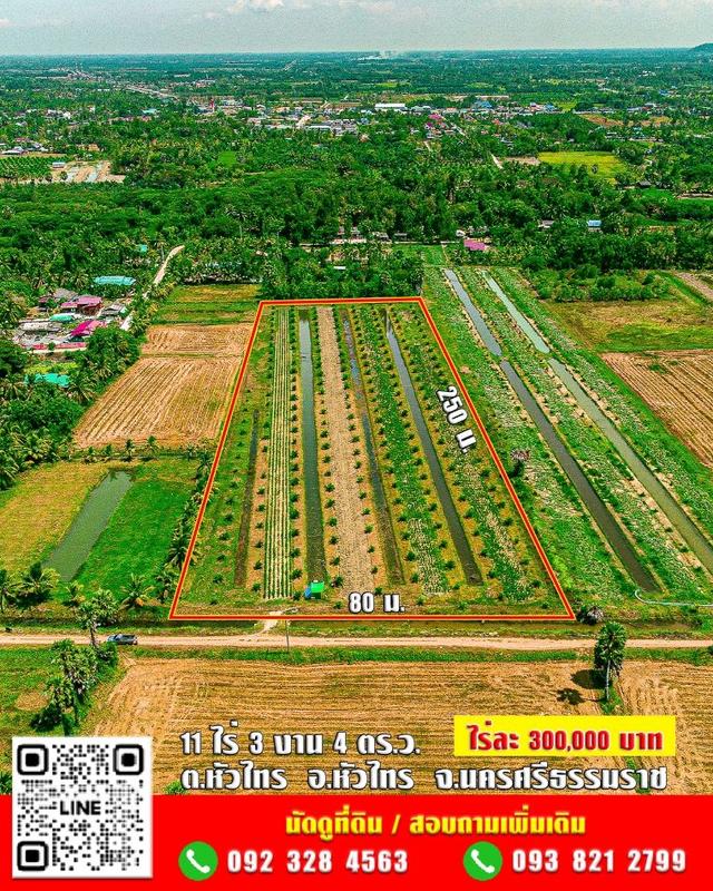 ขาย ที่ดิน สวนปาล์ม❗11 ไร่ 3 งาน 4 ตร.ว. ✅โฉนดครุฑแดง นส4จ ไร่ละ 300,000 บาท ต่อรองได้ #พิกัด ใกล้ วัดหัวลำภู หัวไทร 11  2