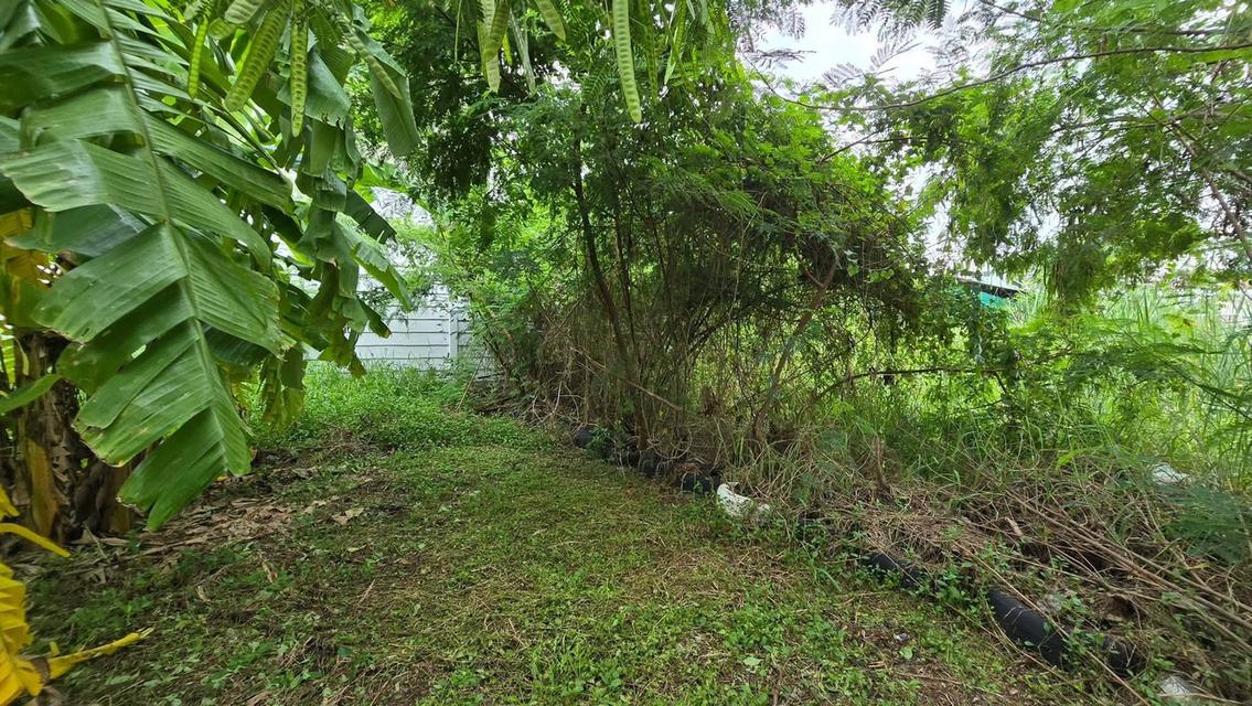 ขายที่ดินพัฒนาการ 191 ตรว ติดถนนลาดยางสาธารณะ ถมแล้ว ซ.พัฒนาการ 96 ประเวศ กทม. 7