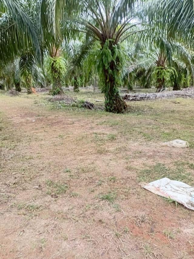 ขายที่ดินพร้อมสวนปาล์ม ทำเลทอง 26 ไร่ 97.1 ตร.ว. อ.เมืองพังงา หลังการยางแห่งประเทศไทย จ.พังงา 4