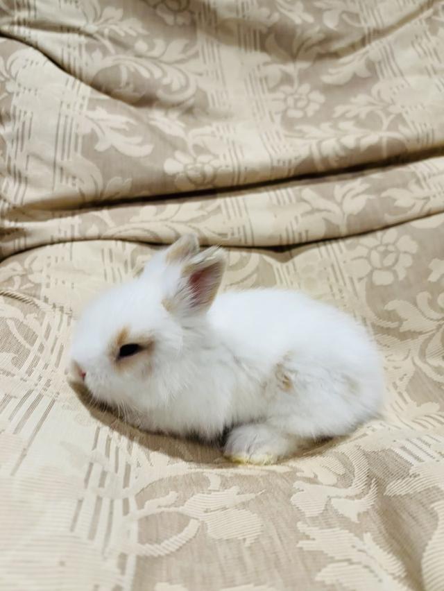 Teddy Bear Rabbit