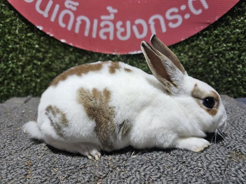 กระต่ายมินิเร็ก ขนกำมะหยี่ รูปที่ 2