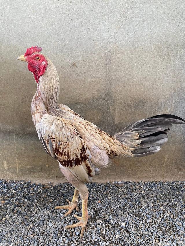 ไก่พม่า