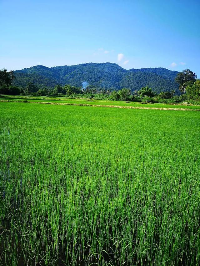 ที่ดินสวยวิวเขาหนองรี 8