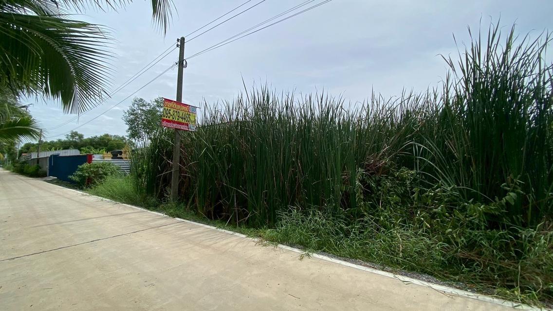 Vายถูกที่ดินคลองสี่ 200 ตารางวา ติดถนนคอนกรีต ซอย คลองสี่ตะวันออก 66 อ.คลองหลวง จ.ปทุมธานี 5