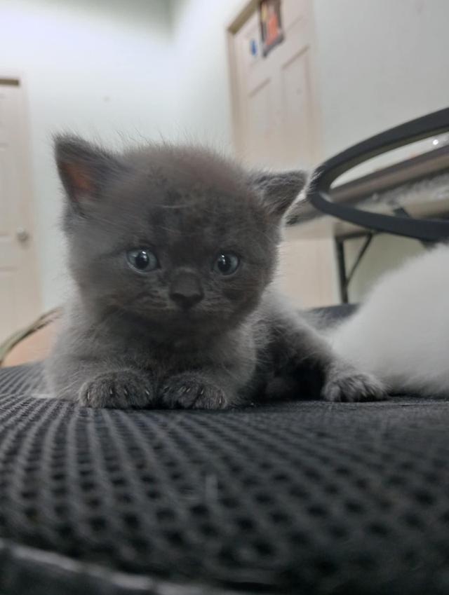 น้องแมว 12