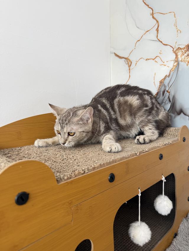 ลูกแมวอเมริกันช็อตแฮร์ รูปที่ 5