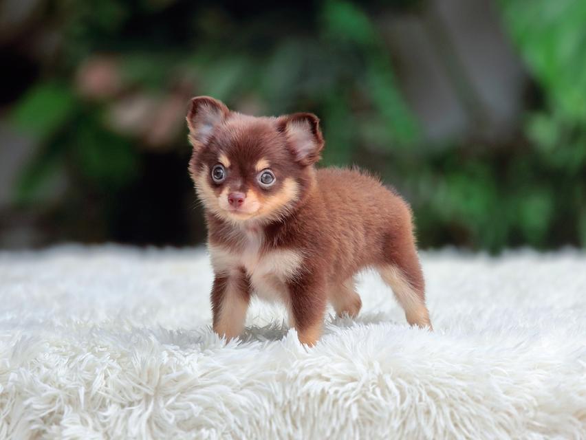 น้องม็อคค่าชิวาวาขนยาวสีช็อคแทนเพศผู้ รูปย่อยที่ 4