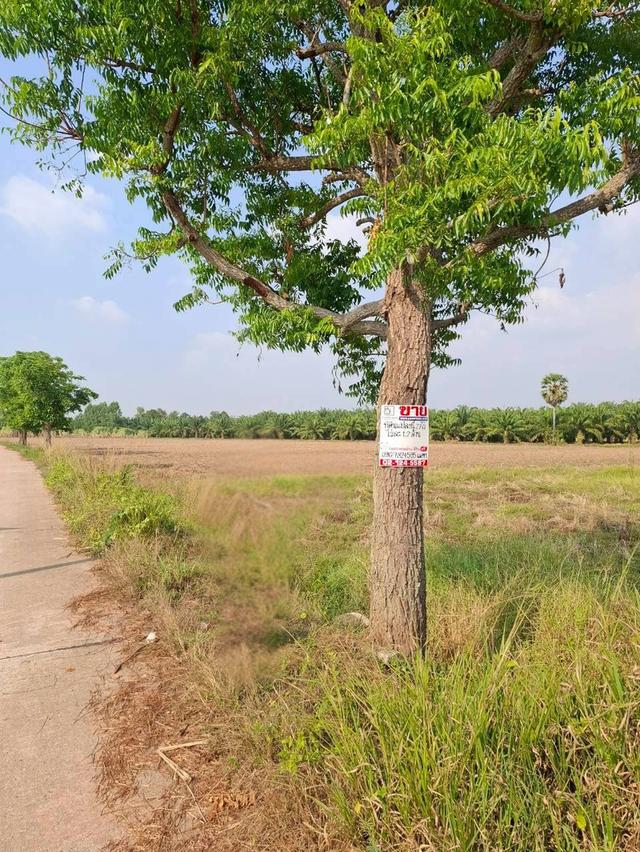 ที่ดินเปล่า ซอยร่วมใจ 2 ถนนเกาะจันทร์ ตำบลท่าบุญมี อำเภอเกาะจันทร์ จังหวัดชลบุรี 3