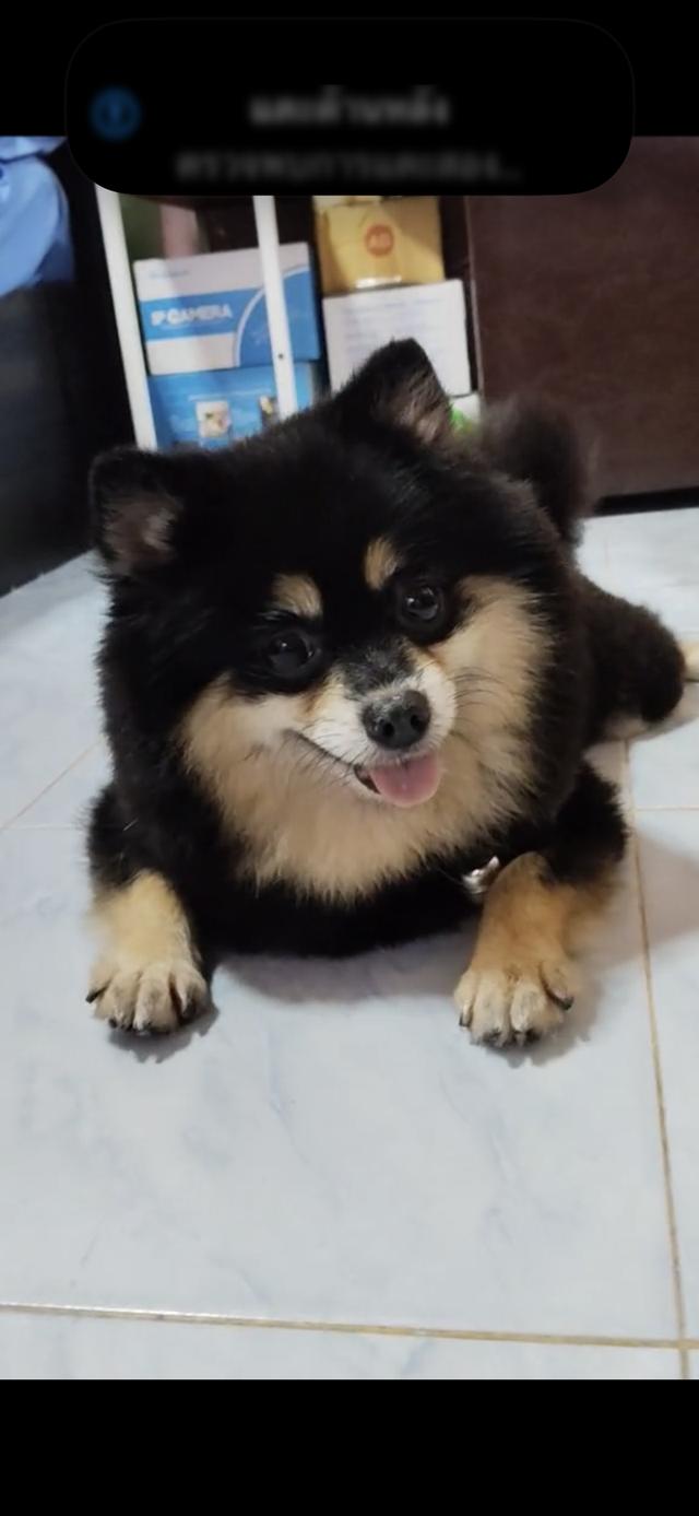 สัตว์เลี้ยง สุนัขพันธ์ ปอมเมอเรเนียน รูปที่ 2