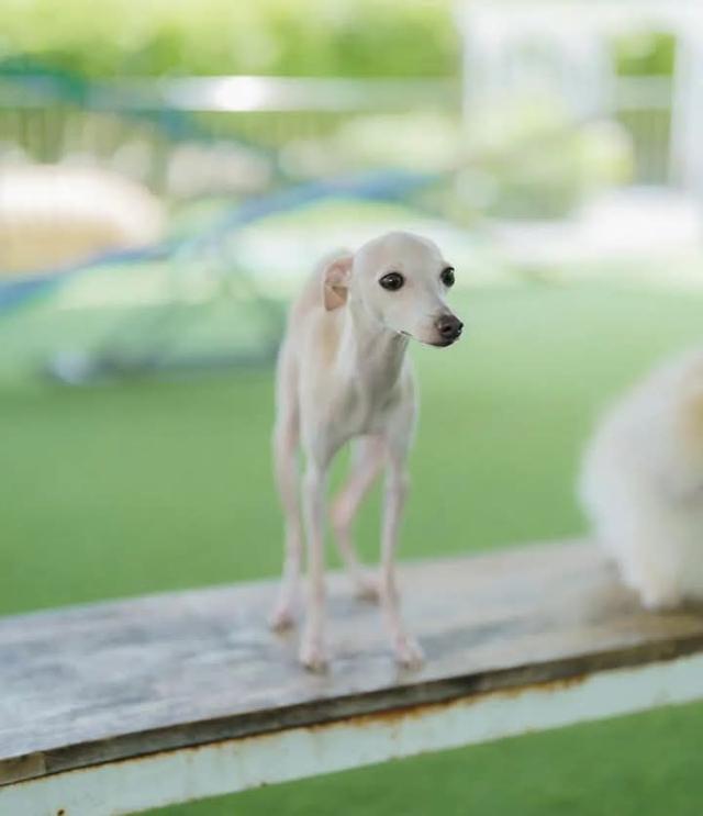 ขาย Greyhound แท้แน่นอน 2