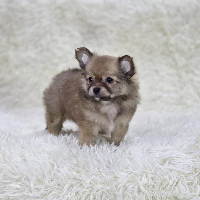 ชิวาวาแท้ขนยาว เพศเมีย พิกัดรามอินทรา