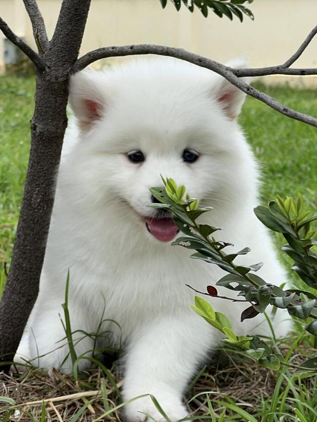 ขายไซบีเรียนแท้ siberianhusky