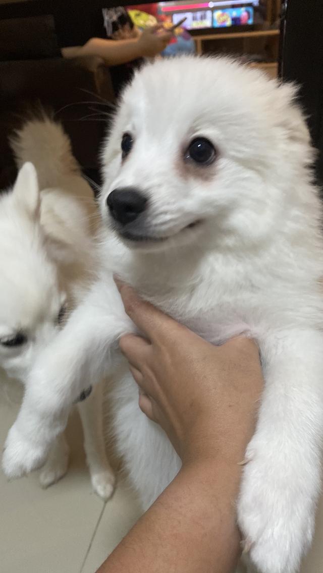 Japanese Spitz 4
