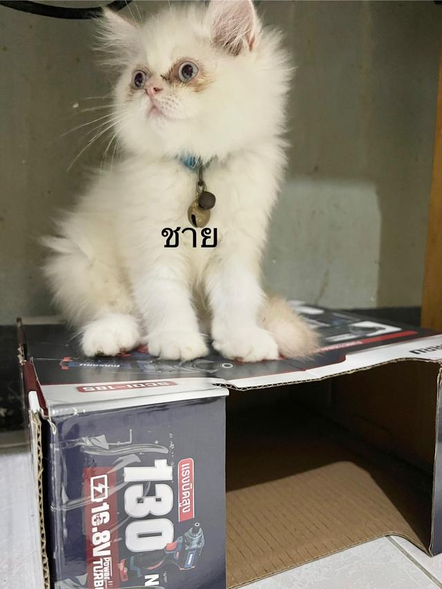 ลูกแมว 2