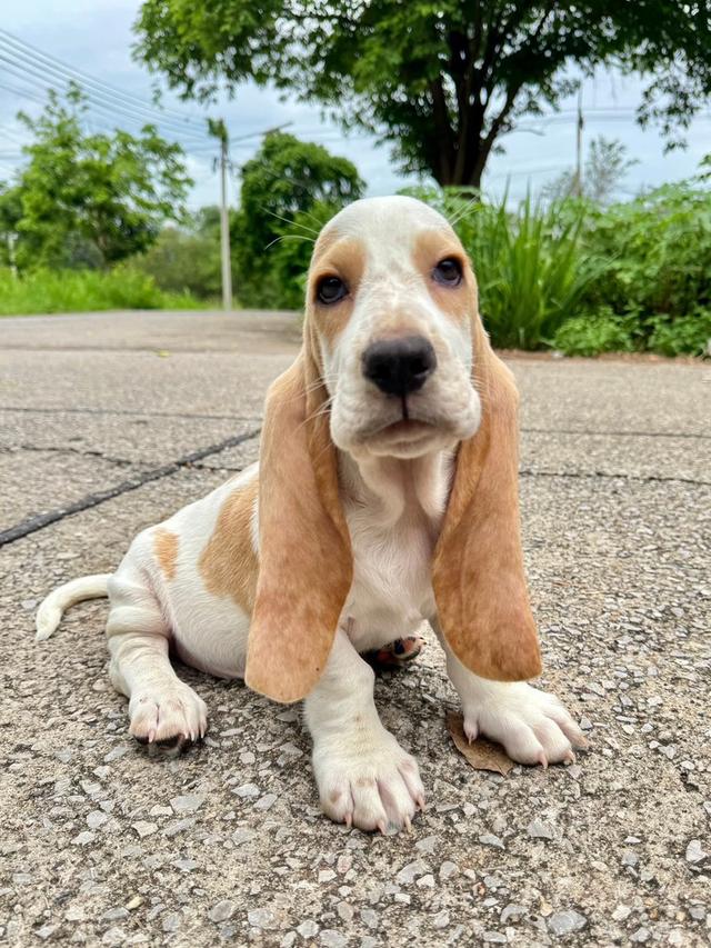 สัตว์เลี้ยงบาสเซ็ตฮาวด์ 11