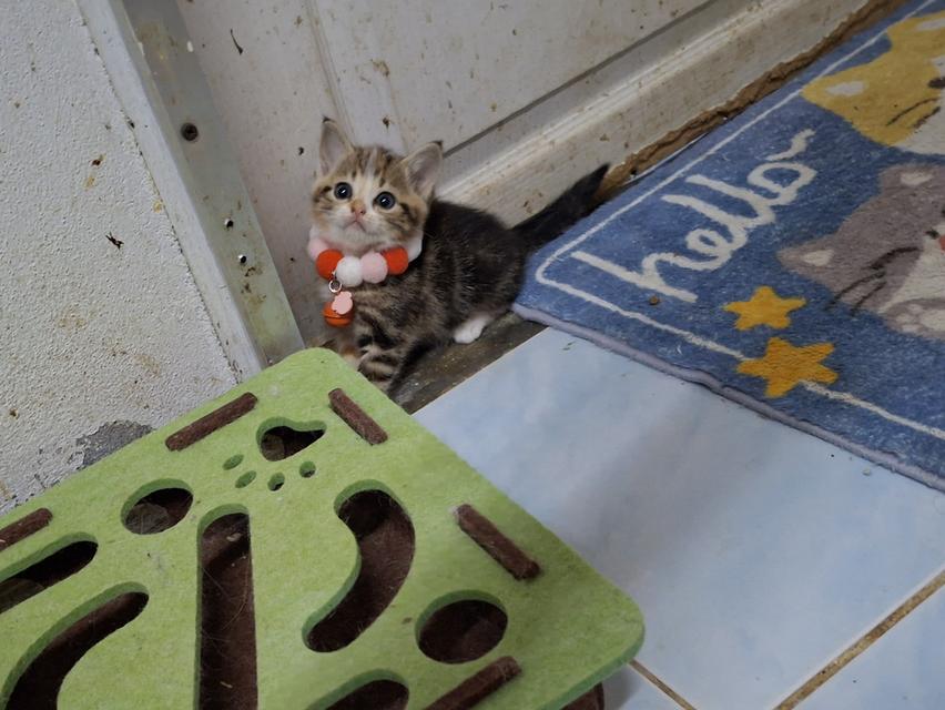 แมวสก๊อตติช ชาย1หญิง1 รูปที่ 10