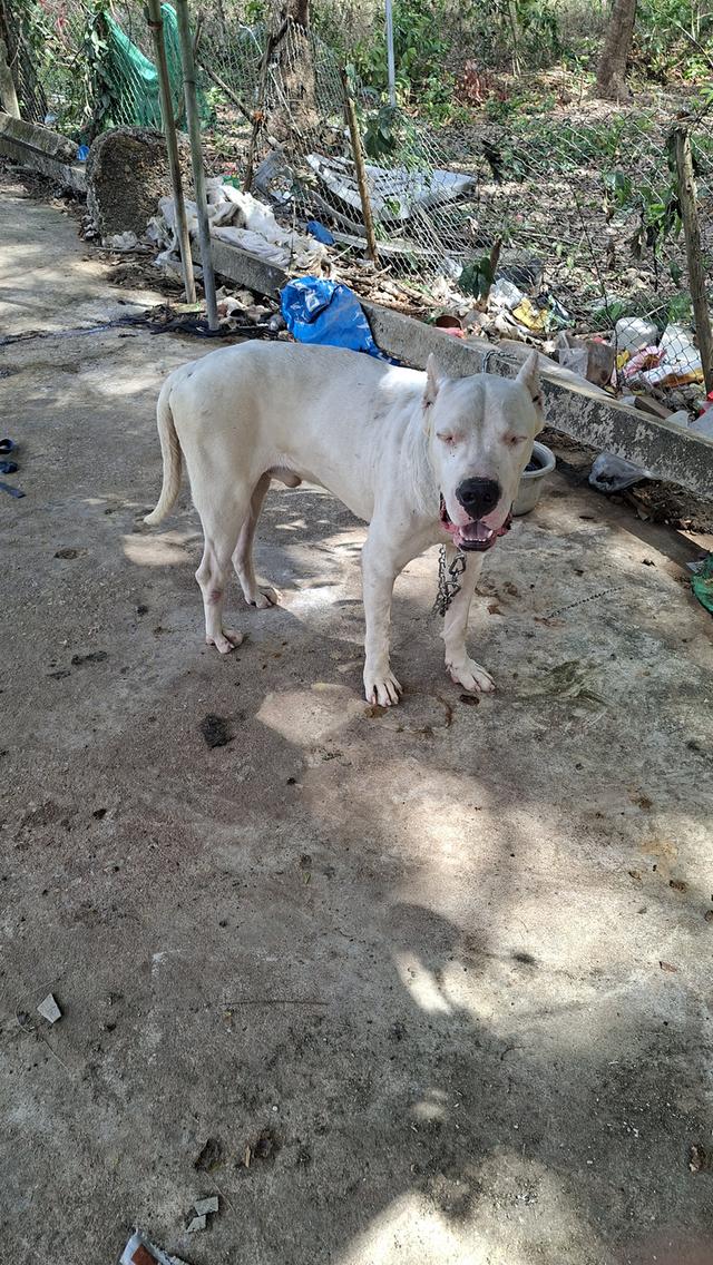 ขายพ่อพันโดโกอาเจนติโน่ รูปที่ 2