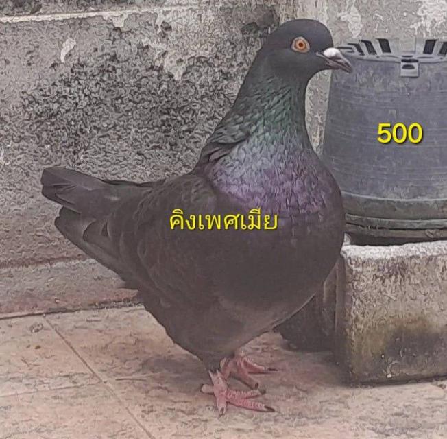 นกพิราบแฟนซี